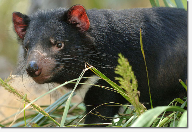 The Tasmanian devil cannot be mistaken for any other marsupial.